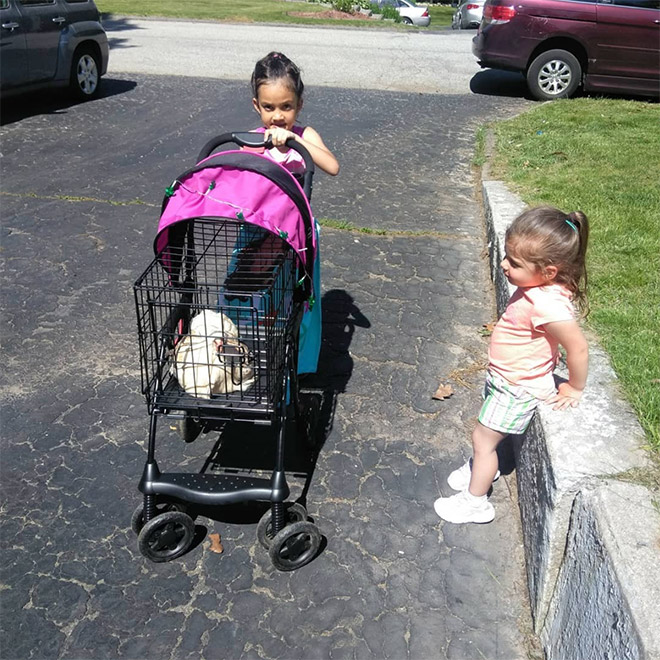 Chicken stroller.