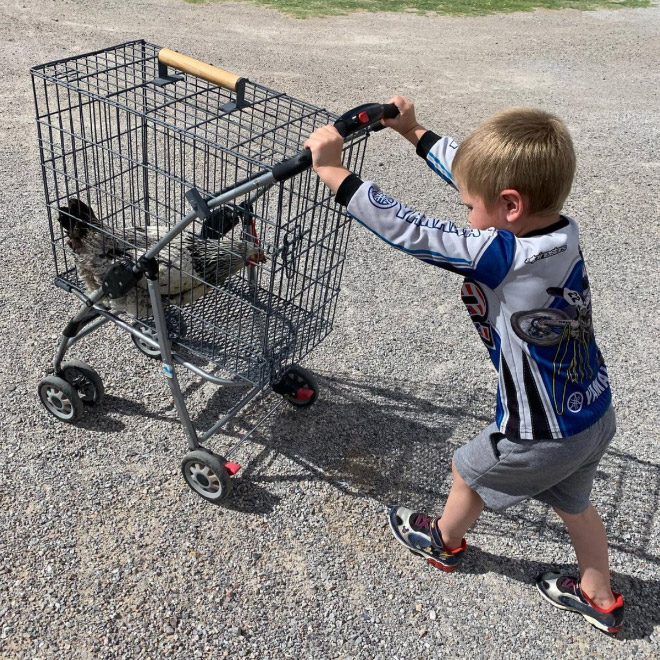 Chicken stroller.