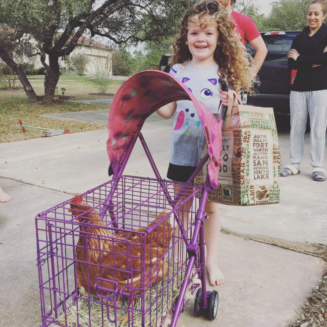 Chicken stroller.