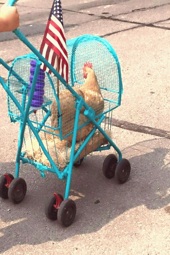 Chicken stroller.