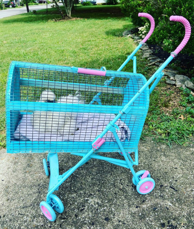 Chicken stroller.