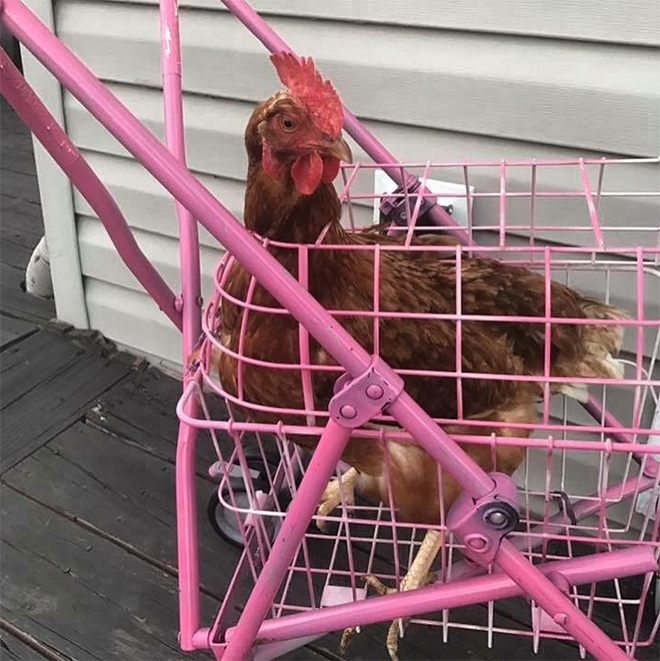 Chicken stroller.