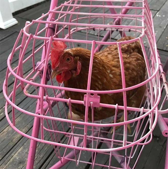 Chicken stroller.