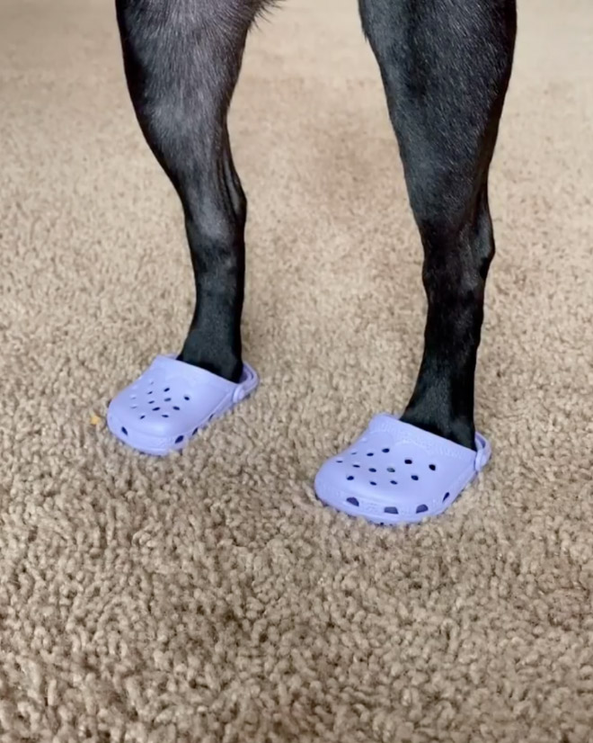 Crocs for dogs.