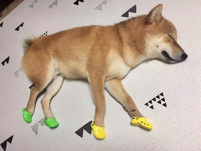 Crocs for clearance dogs to wear