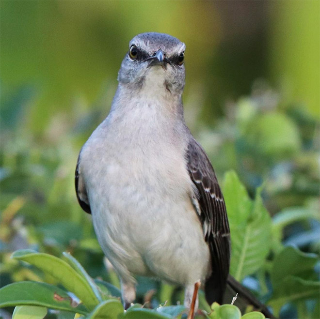 This bird is judging your poor life decisions.