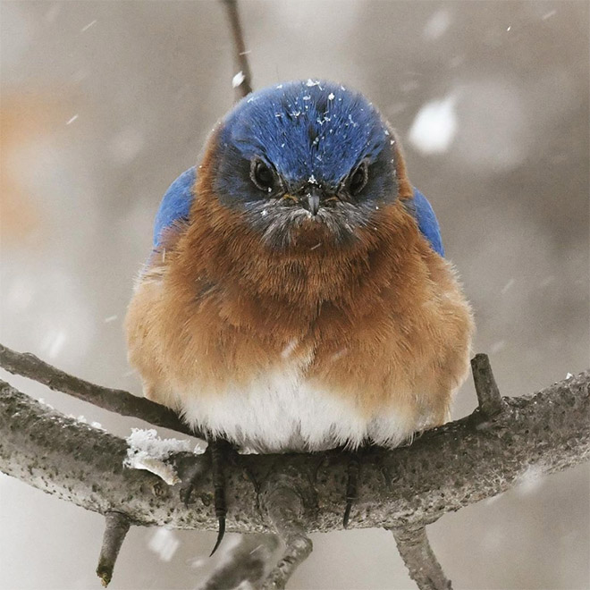 This bird is judging your poor life decisions.