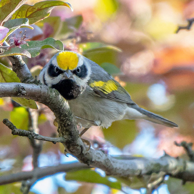 This bird is judging your poor life decisions.