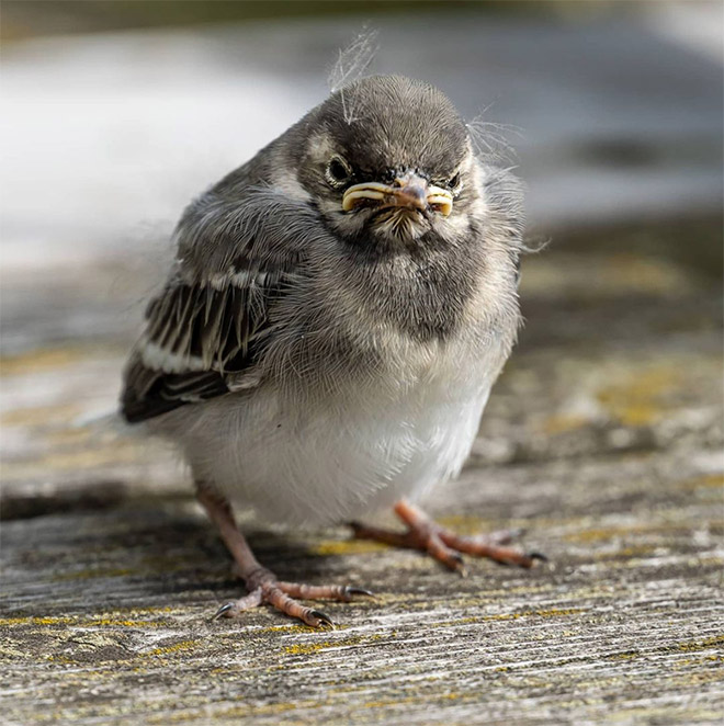 This bird is judging your poor life decisions.