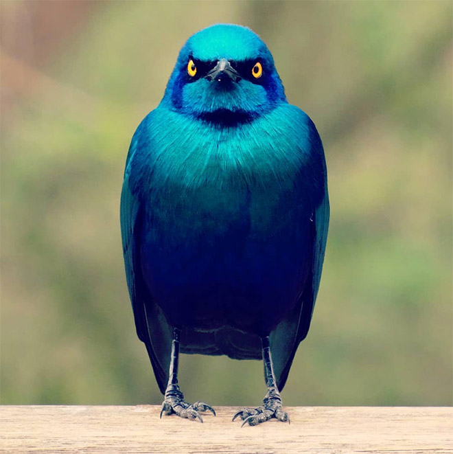 This bird is judging your poor life decisions.