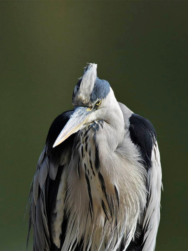 This bird is judging your poor life decisions.