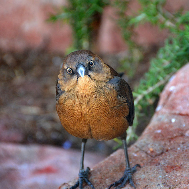 This bird is judging your poor life decisions.