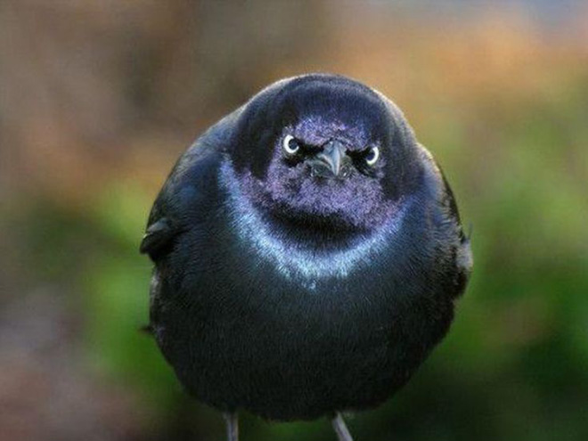 This bird is judging your poor life decisions.