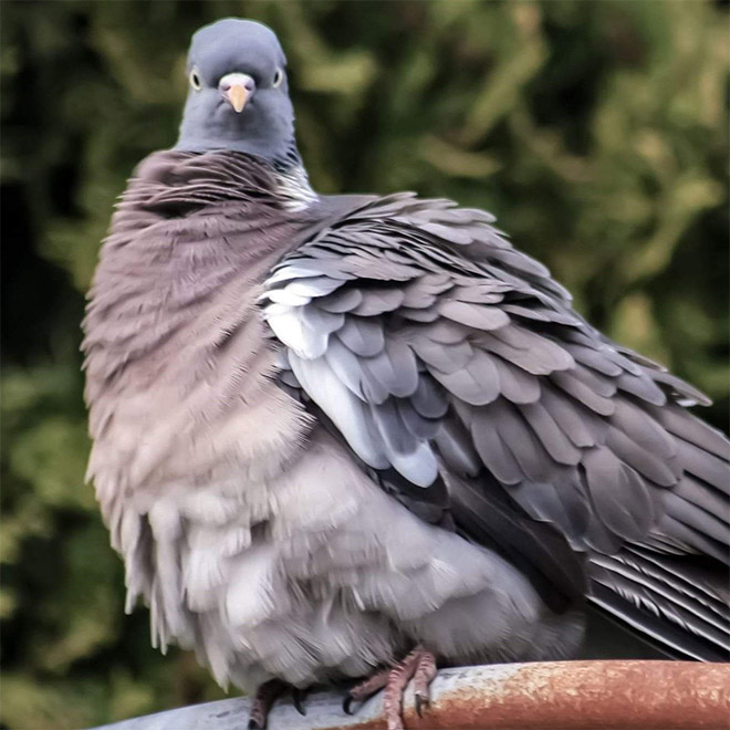 This bird is judging your poor life decisions.