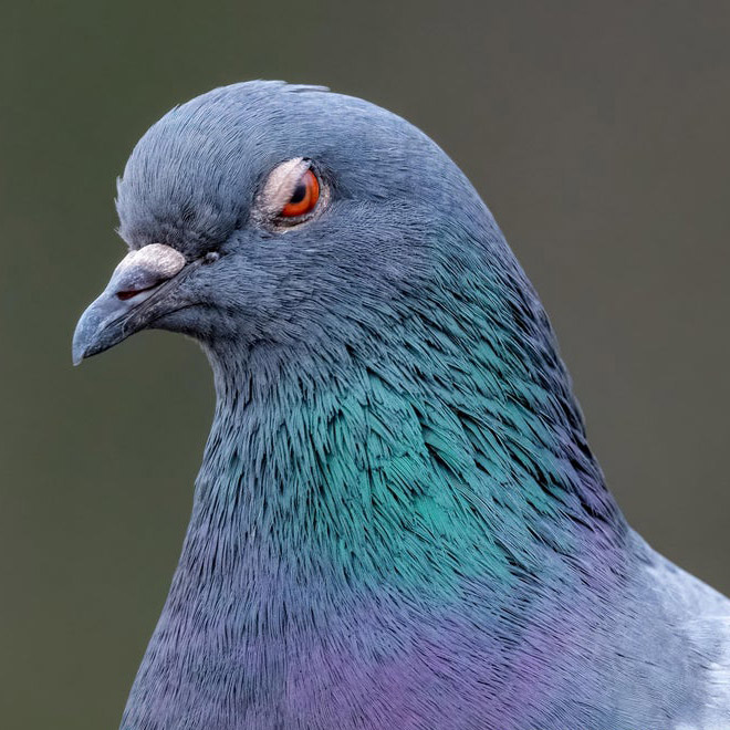 This bird is judging your poor life decisions.