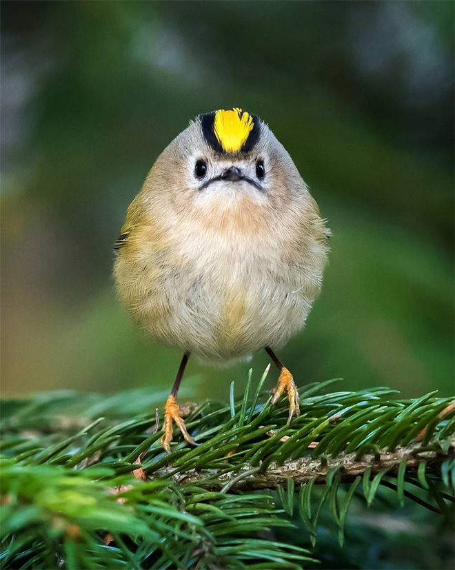 This bird is judging your poor life decisions.