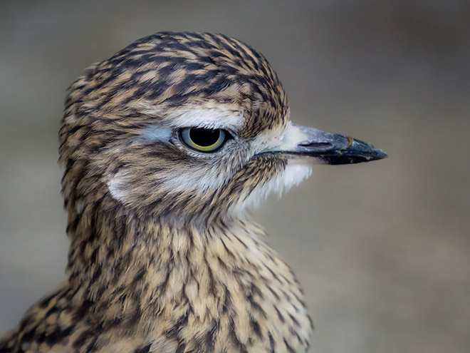 This bird is judging your poor life decisions.