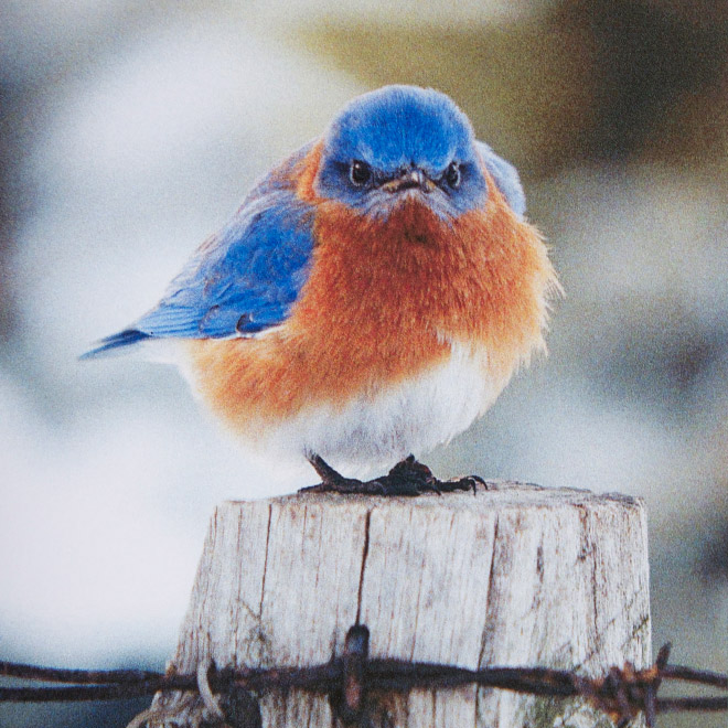 This bird is judging your poor life decisions.