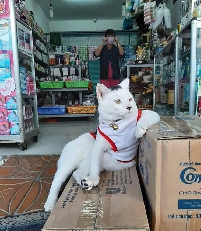 This cat is the real store owner.