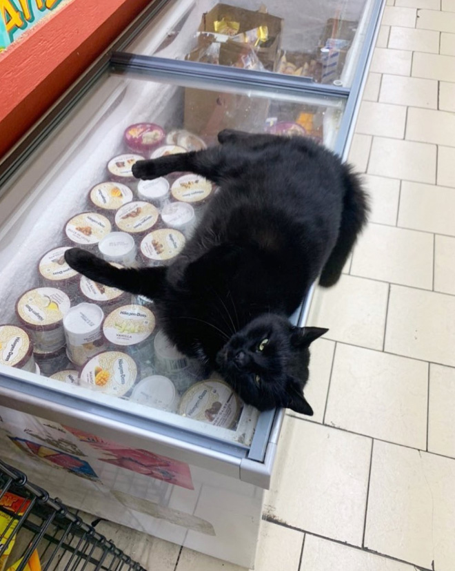 This cat is the real store owner.