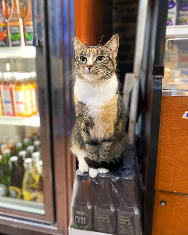 This cat is the real store owner.