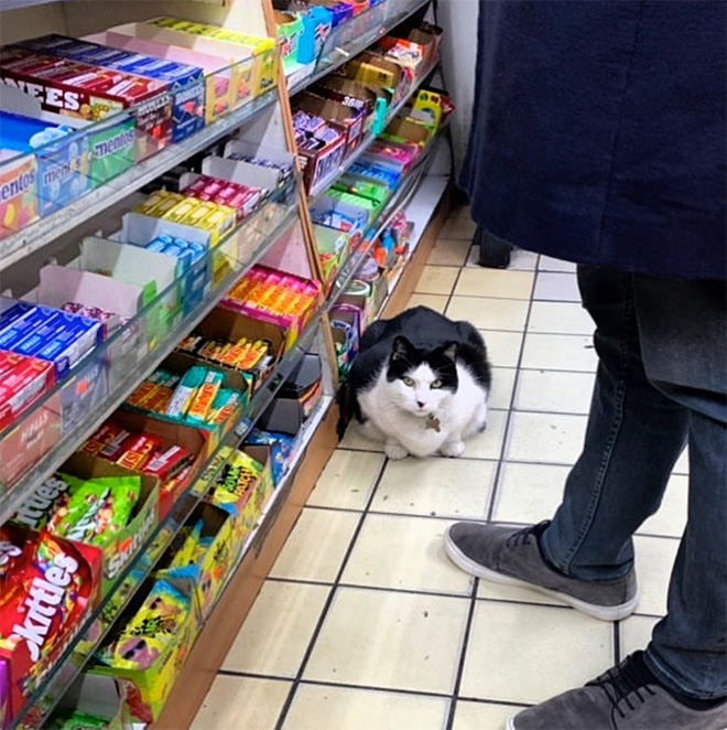 This cat is the real store owner.