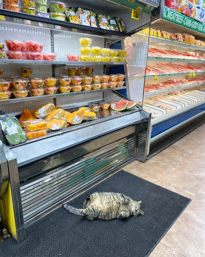 This cat is the real store owner.