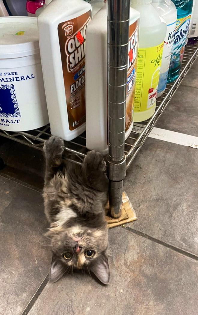 This cat is the real store owner.