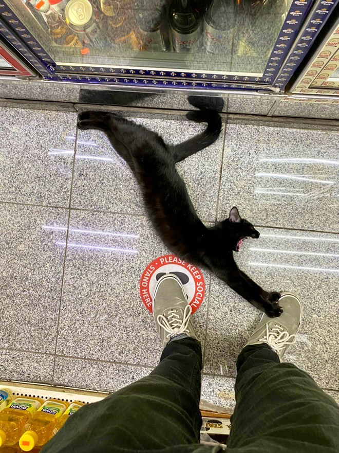 This cat is the real store owner.