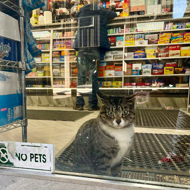 This cat is the real store owner.