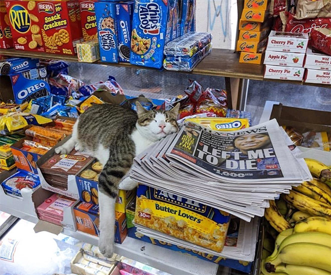 This cat is the real store owner.