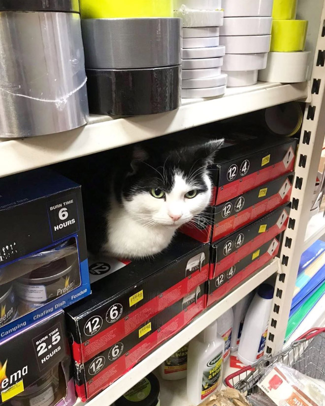 This cat is the real store owner.