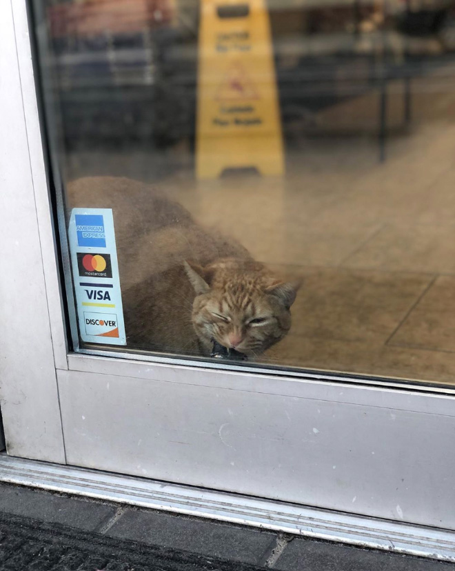 This cat is the real store owner.