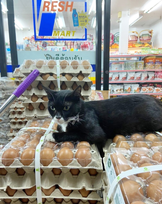 This cat is the real store owner.