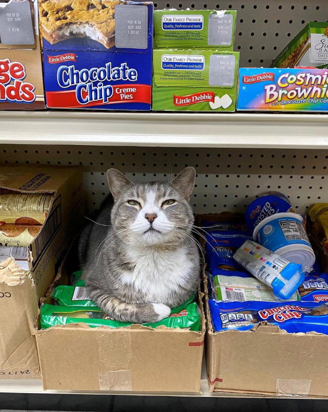 This cat is the real store owner.