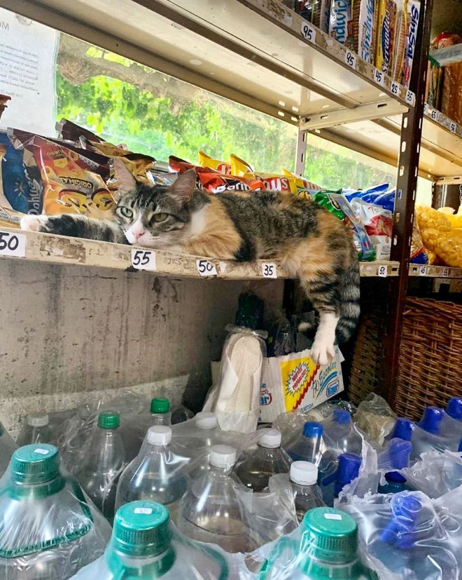 This cat is the real store owner.