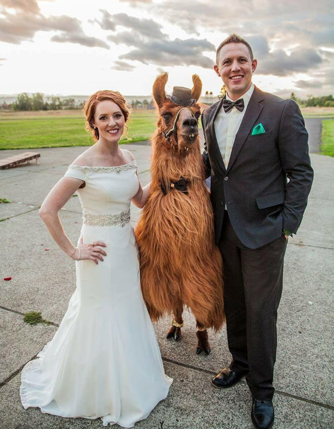 Renting llamas and alpacas for your wedding is a thing now...