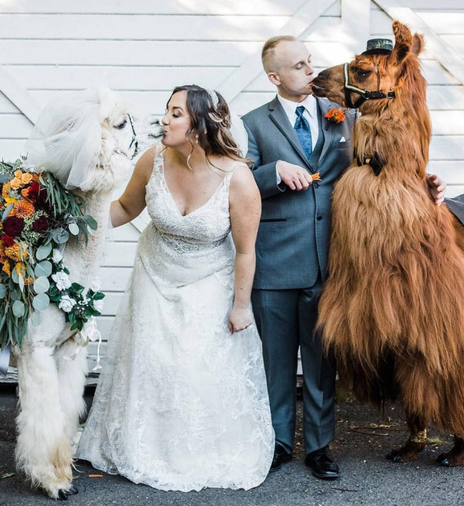 Renting llamas and alpacas for your wedding is a thing now...