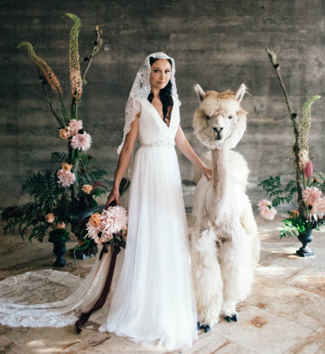 Renting llamas and alpacas for your wedding is a thing now...