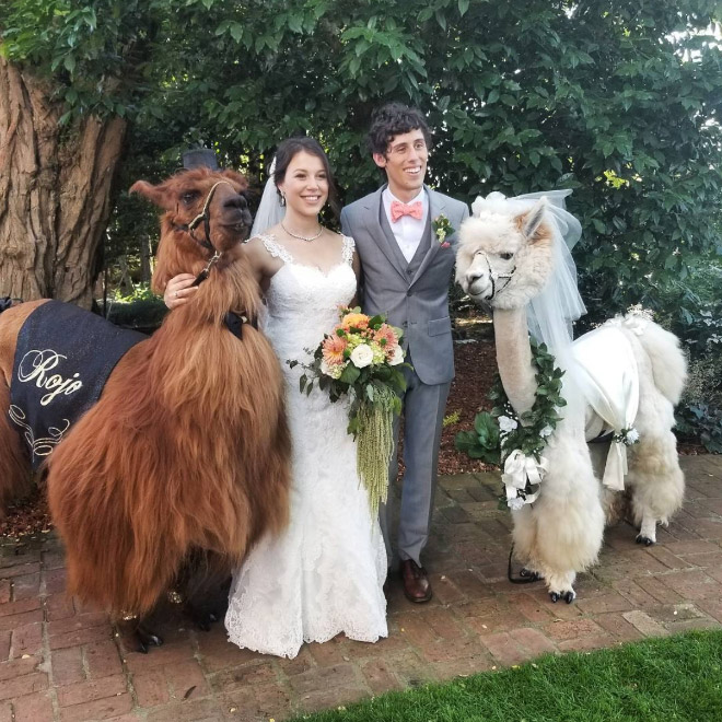 Renting llamas and alpacas for your wedding is a thing now...