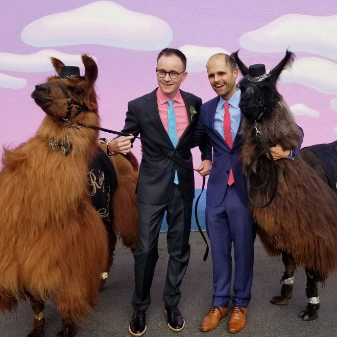 Renting llamas and alpacas for your wedding is a thing now...