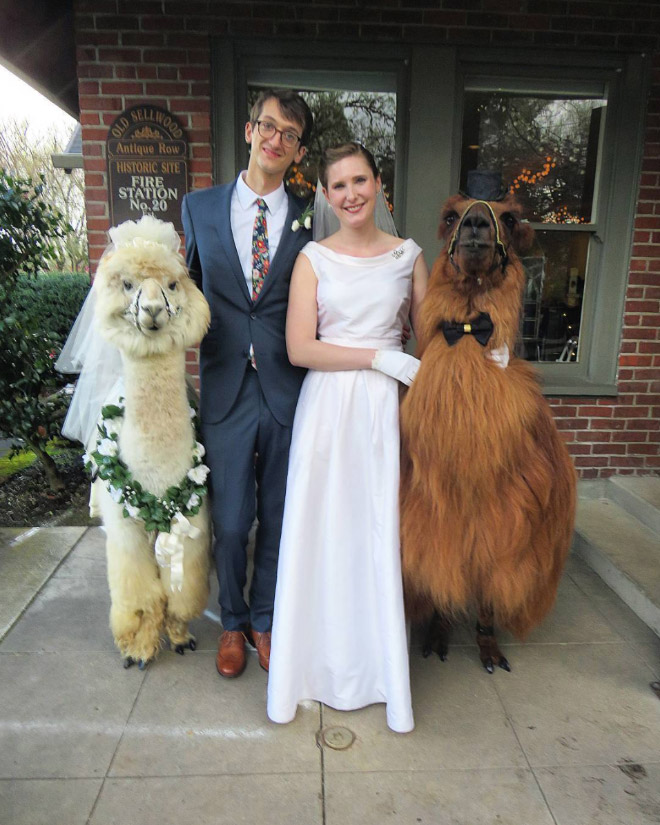 Renting llamas and alpacas for your wedding is a thing now...