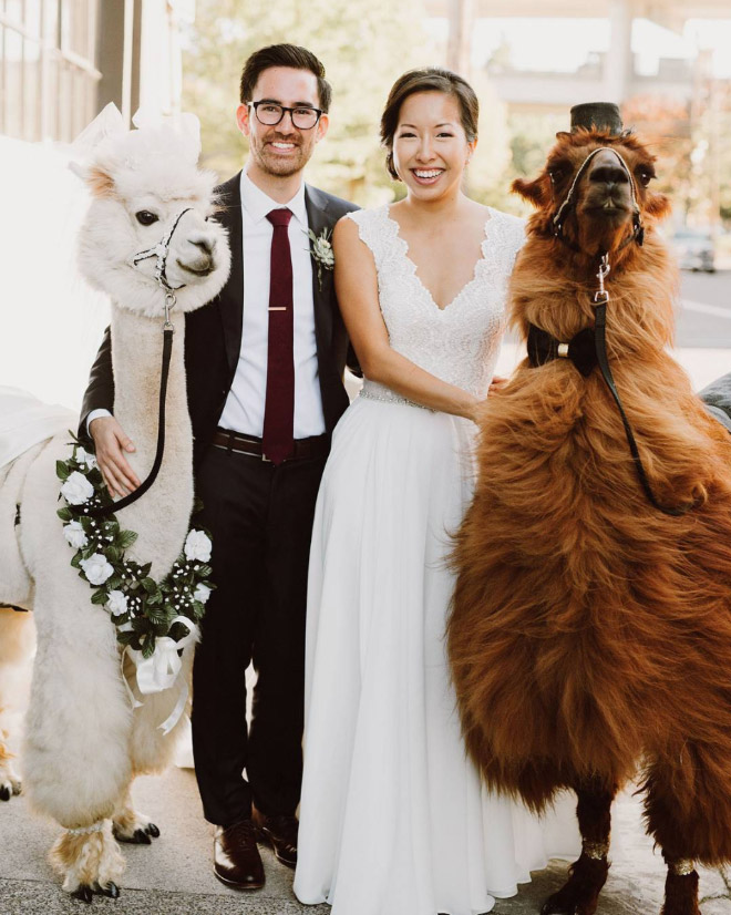 Renting llamas and alpacas for your wedding is a thing now...