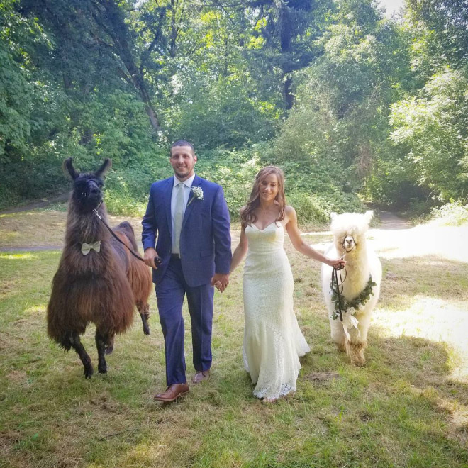 Renting llamas and alpacas for your wedding is a thing now...