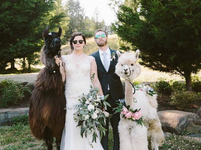 Renting llamas and alpacas for your wedding is a thing now...