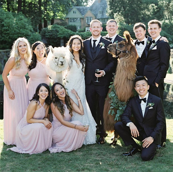 Renting llamas and alpacas for your wedding is a thing now...