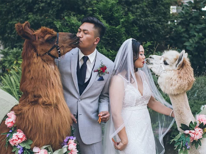 Renting llamas and alpacas for your wedding is a thing now...