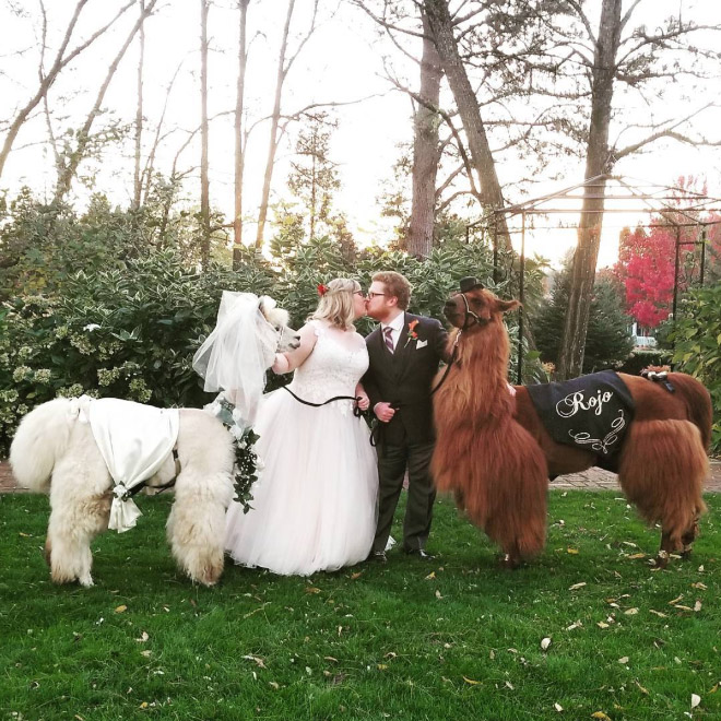 Renting llamas and alpacas for your wedding is a thing now...