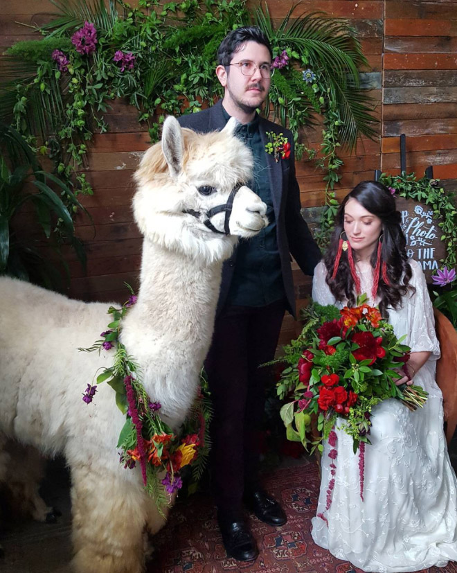 Renting llamas and alpacas for your wedding is a thing now...