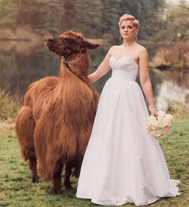 Renting llamas and alpacas for your wedding is a thing now...